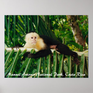 White Ansikte Monkey Costa Rica Poster