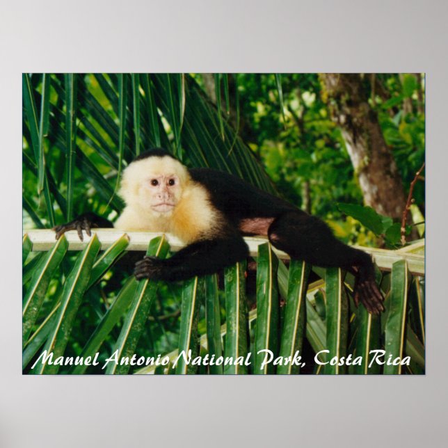 White Ansikte Monkey Costa Rica Poster (Framsidan)