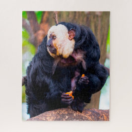 White Ansikte Saki Monkey. Pussel