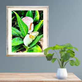 White Anthurium Flower Puerto Vallarta Fototryck