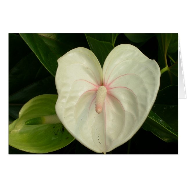 White Anthurium Hawaii OBS Kort (Framsidan Horizontal)