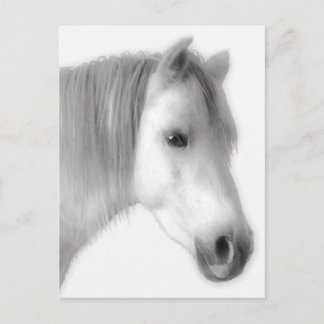 White Arabian Horse Porträtt Vykort