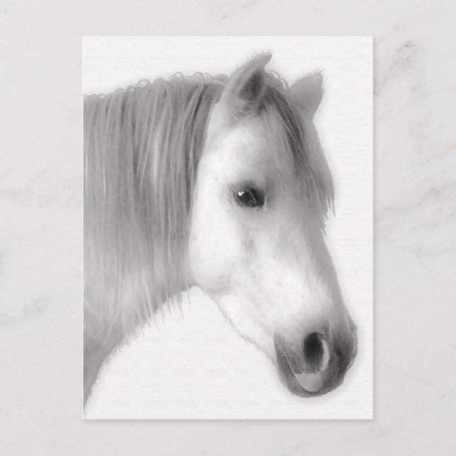 White Arabian Horse Porträtt Vykort (Framsida)