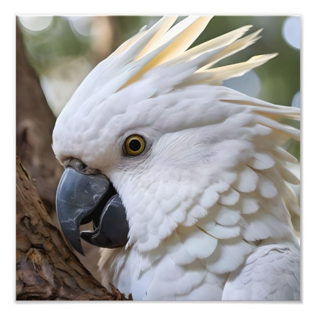 White Australian Cockatoo Parrot Fototryck (Framsidan)