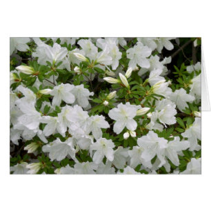 White Azalea Bush Flowers i Bloom Tillfällen Hälsningskort