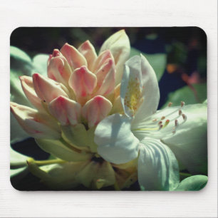 White Azalea Flower Musmatta
