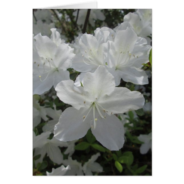 White Azalea Hälsningskort (Framsidan)