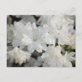 White Azaleas 2008 Vykort