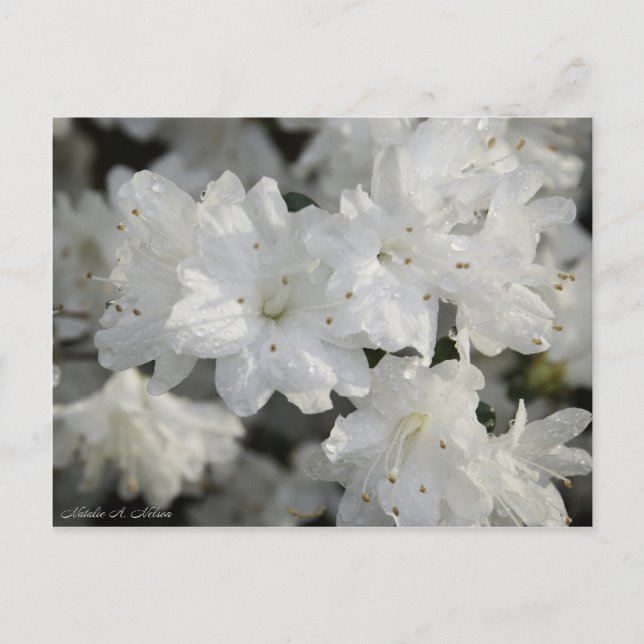 White Azaleas 2008 Vykort (Framsida)