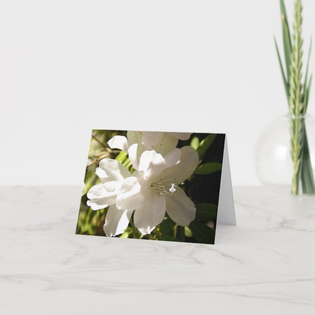 White Azalia Shadow Fairy Kort (Framsida)