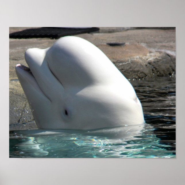 White Baby Beluga Poster (Framsidan)