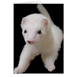 White Baby Ferret Hälsningskort