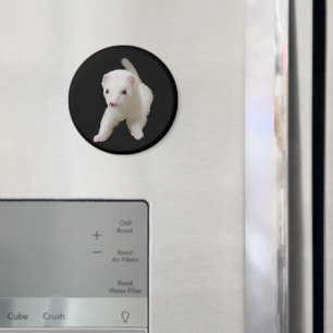 White Baby Ferret Magnet