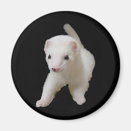White Baby Ferret Magnet