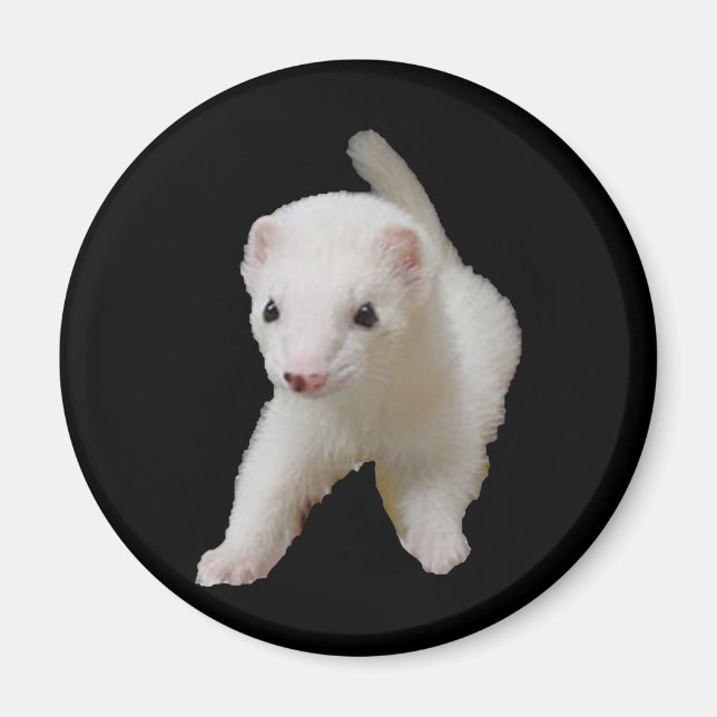 White Baby Ferret Magnet (Framsidan)
