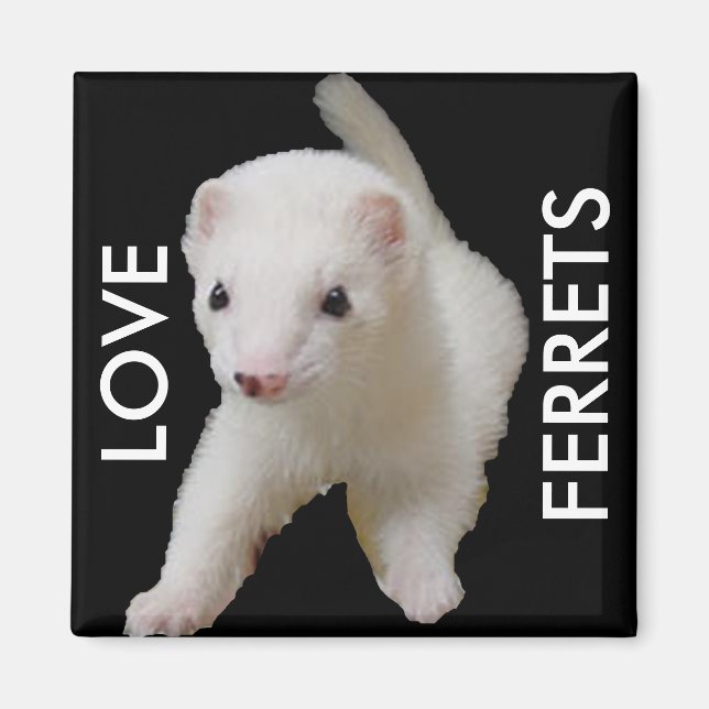 White Baby Ferret Magnet (Framsidan)