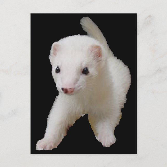 White Baby Ferret Postcard Vykort (Framsida)
