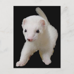 White Baby Ferret Vykort