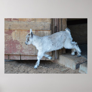 White Baby Goat Lämnande Barn Poster