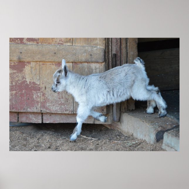 White Baby Goat Lämnande Barn Poster (Framsidan)