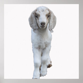 White Baby Goat Poster