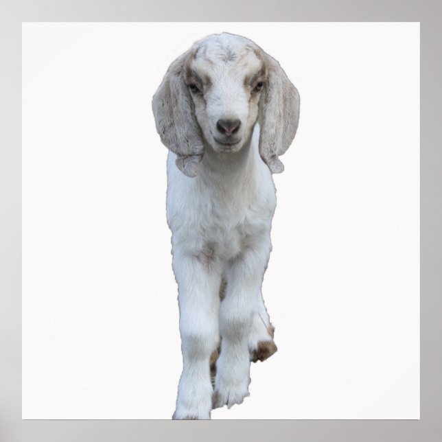 White Baby Goat Poster (Framsidan)