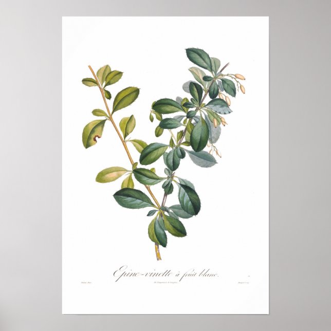 White Barberry Poster (Framsidan)