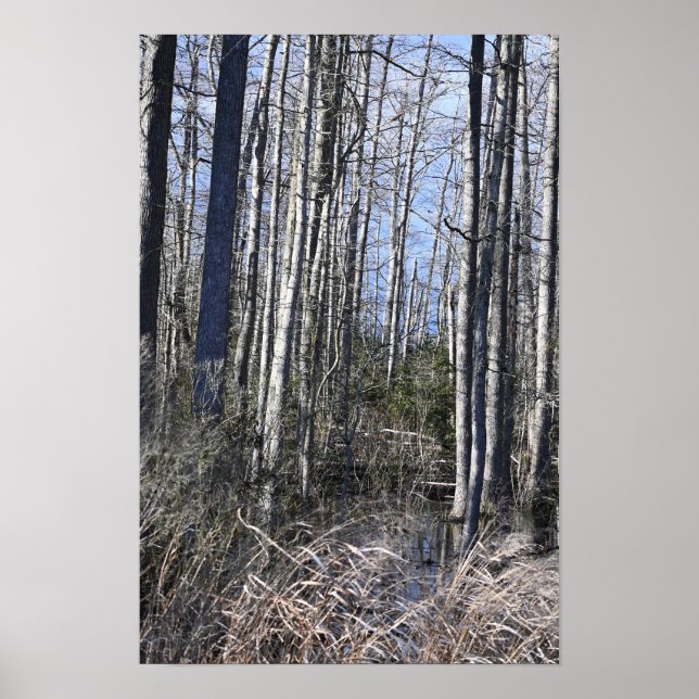 White Bark Träd Poster (Framsidan)