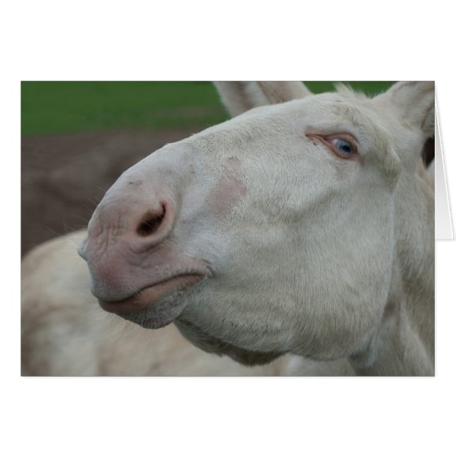 White Baroque Donkey Hälsningskort (Framsidan Horizontal)