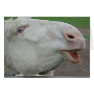 White Baroque Donkey Hälsningskort