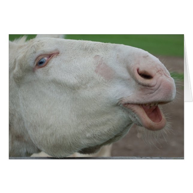 White Baroque Donkey Hälsningskort (Framsidan Horizontal)
