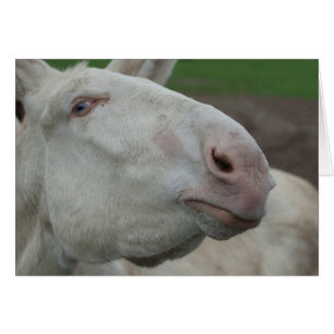 White Baroque Donkey Hälsningskort