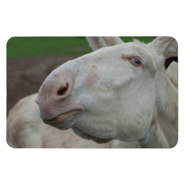 White Baroque Donkey Magnet (Horisontell)