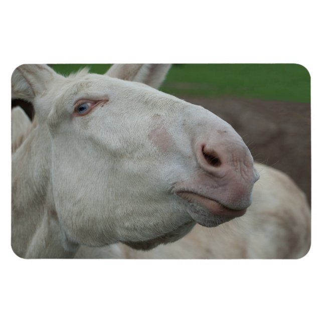 White Baroque Donkey Magnet (Horisontell)