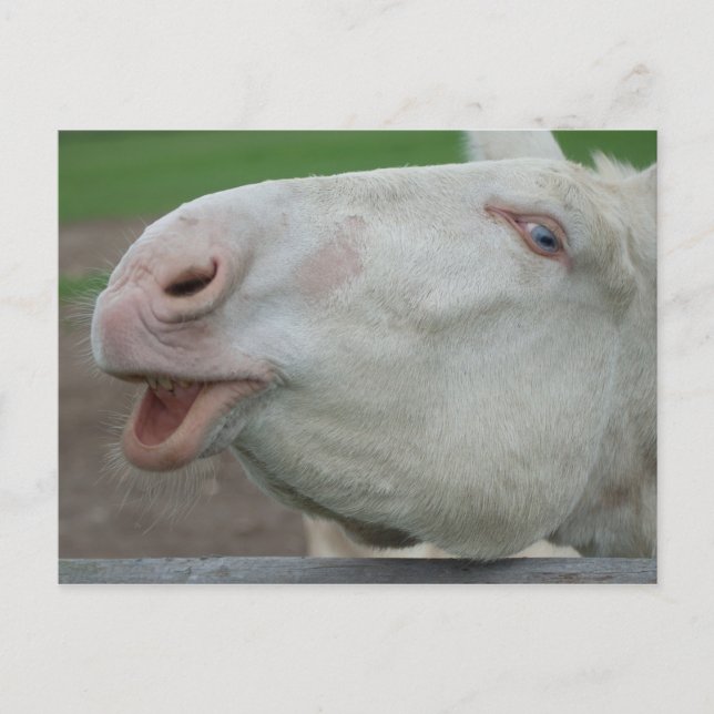 White Baroque Donkey Vykort (Framsida)