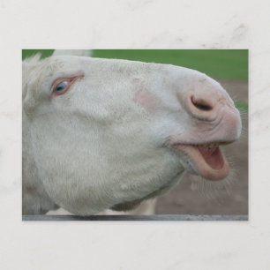 White Baroque Donkey Vykort