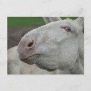 White Baroque Donkey Vykort