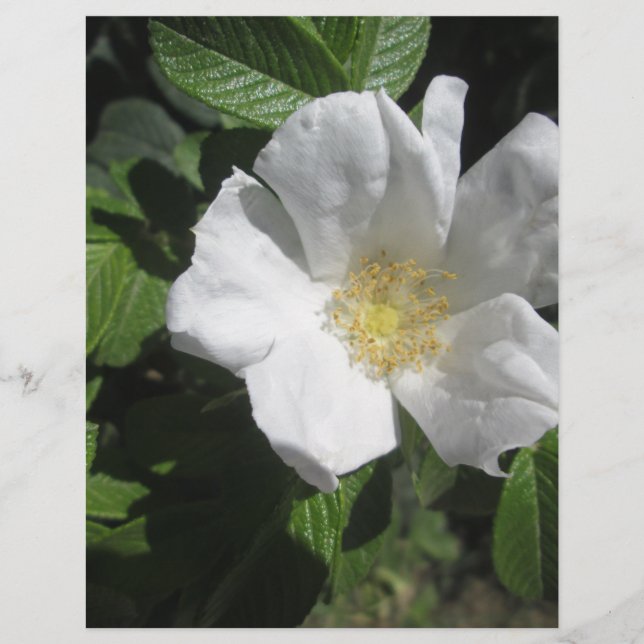 White Beach Plum Ro (Framsida)