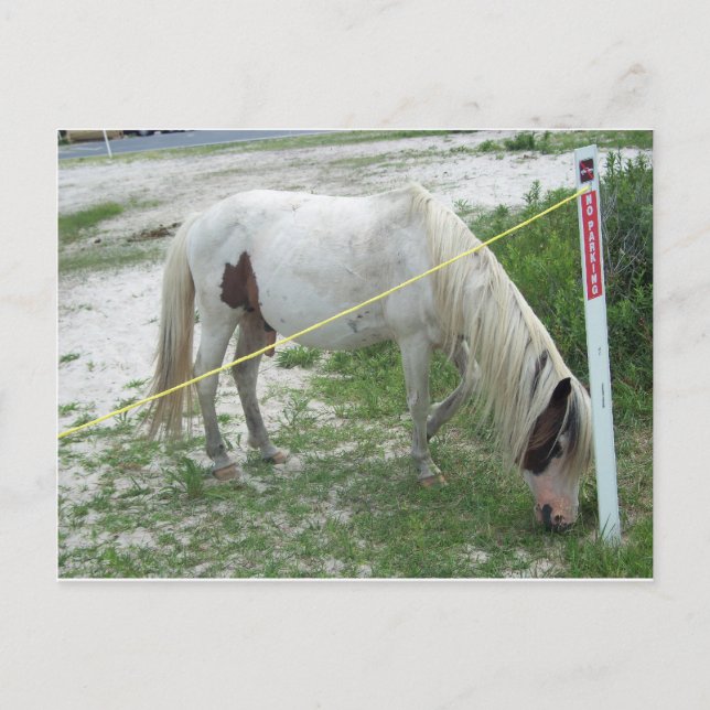 White Beach Pony Vykort (Framsida)