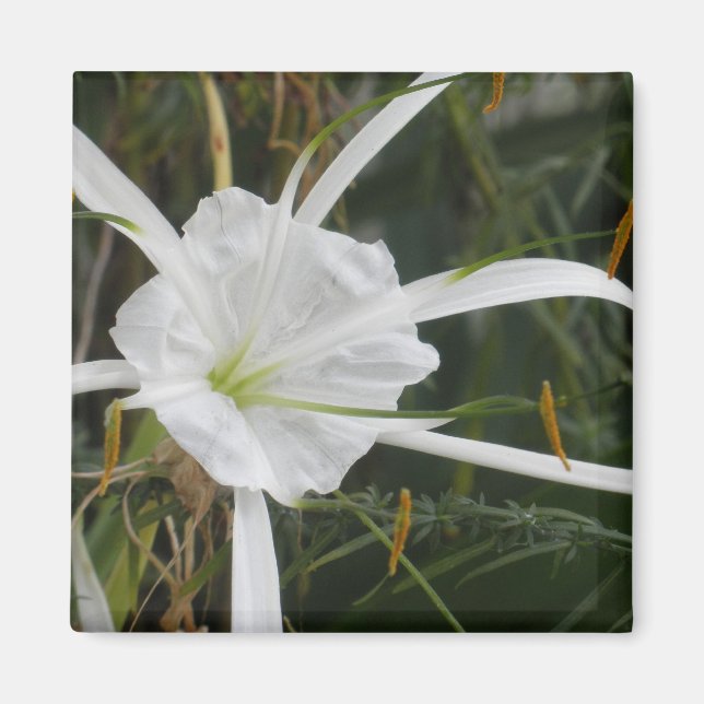 White Beach Spider Lily Lilies Flower Photo Magnet (Framsidan)