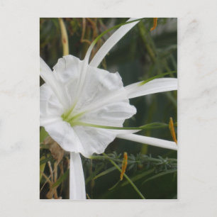 White Beach Spider Lily Lilies Flower Photo Vykort
