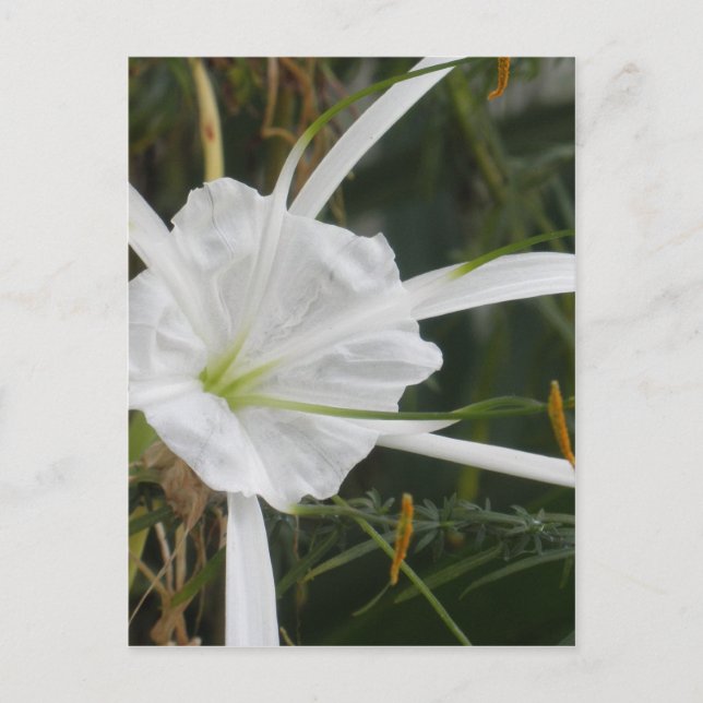 White Beach Spider Lily Lilies Flower Photo Vykort (Framsida)