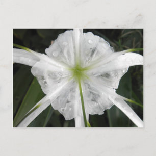 White Beach Spider Lily Lilies Flower Photo Vykort