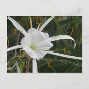 White Beach Spider Lily Lilies Flower Photo Vykort