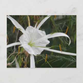 White Beach Spider Lily Lilies Flower Photo Vykort