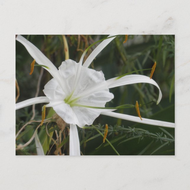 White Beach Spider Lily Lilies Flower Photo Vykort (Framsida)