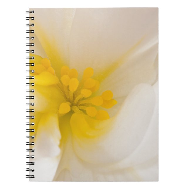 White Begonia Anteckningsbok (Framsidan)