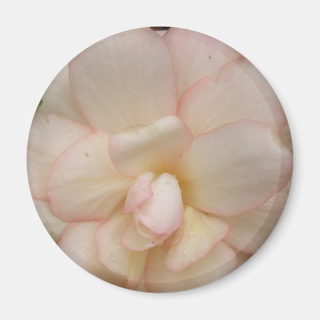 White Begonia Flower Magnet (Framsidan)