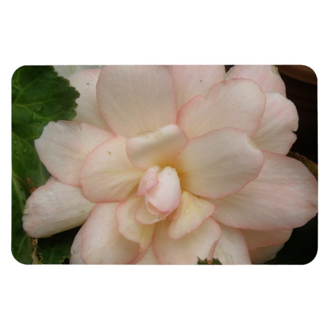 White Begonia Flower Premium Magnet (Horisontell)