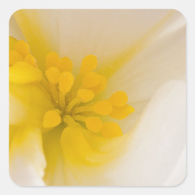 White Begonia Fyrkantigt Klistermärke (Framsida)